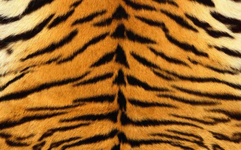 skin, fur, striped, 1080P, tiger, strips