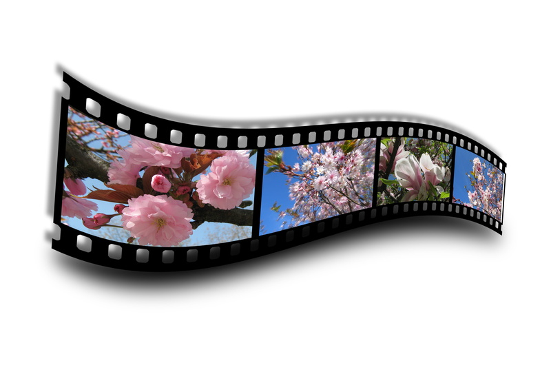 camera, photograph, Film, copy space, bud, cut out, technology, blossoms, communication, 4K, displaying, screen, Bloom, creativity, Blossom, pattern, design