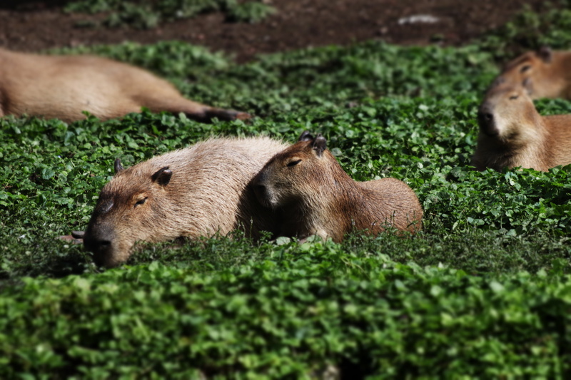 zoology, no people, 5K, biggest, animals In The Wild, wildlife, vertebrate, group of animals, selective focus, land, animal wildlife, wild, capybara, outdoors