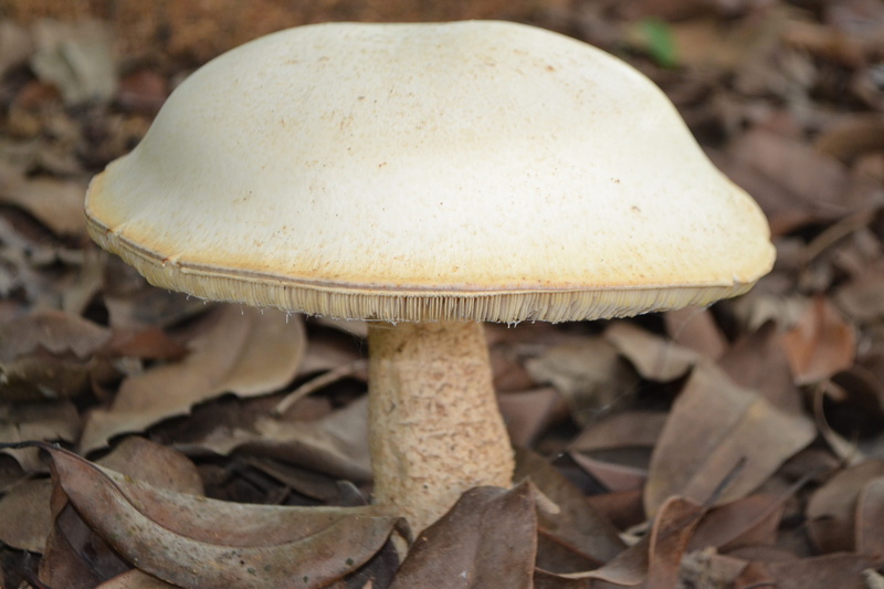 single object, fungus, food, vegetable, close-up, no people, focus on foreground, outdoors, 4K, autumn, nature, forest, Mushroom, plant, sign, plant part