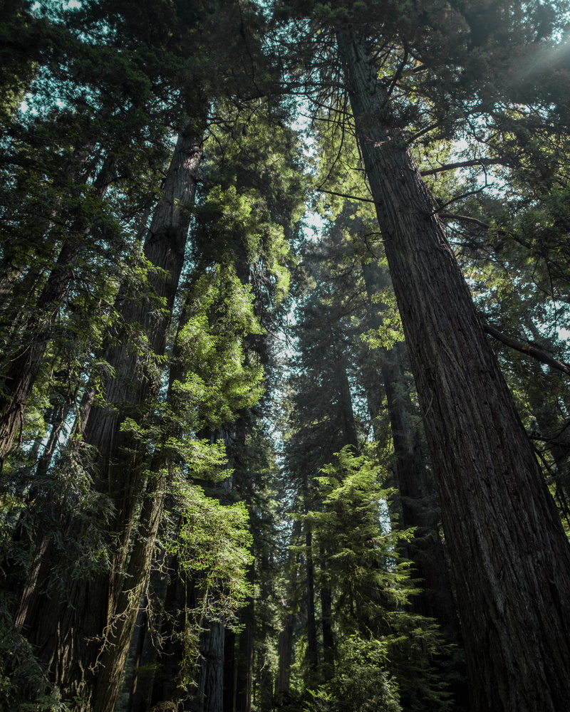 bamboo - plant, low, leisure activities, giant, trunk, outdoors, green, pine, scenics - nature, non-urban scene, biggest, abies, land, coniferous tree