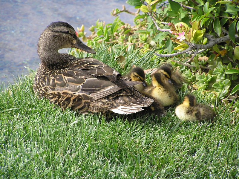 strip, cute, ducklings, 1080P, animals, vegas, ducks, family