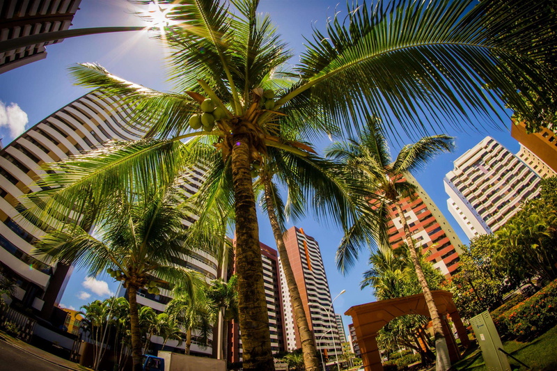 sky, building, outdoors, palm trees, tropical tree, nature, tree trunk, tall - high, palm tree, rokinon, buildings, tropical climate, skyscraper, trunk