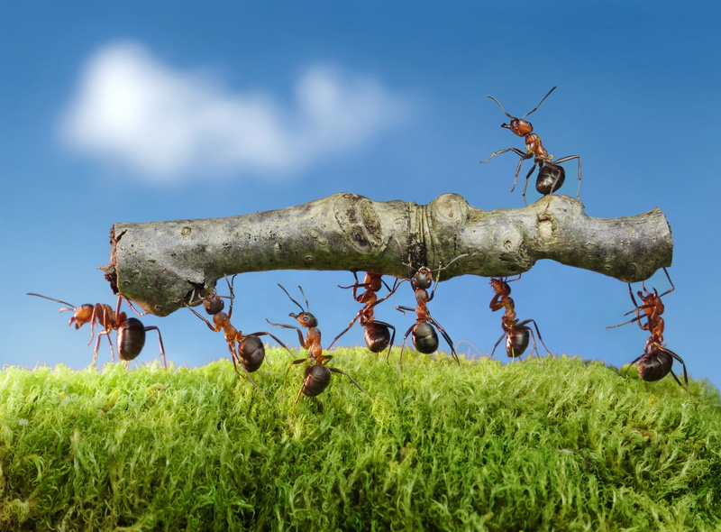 Wallpaper from lolita777, summer, insects, ants, the severity, log, work, macro, the situation, moss, 2K
