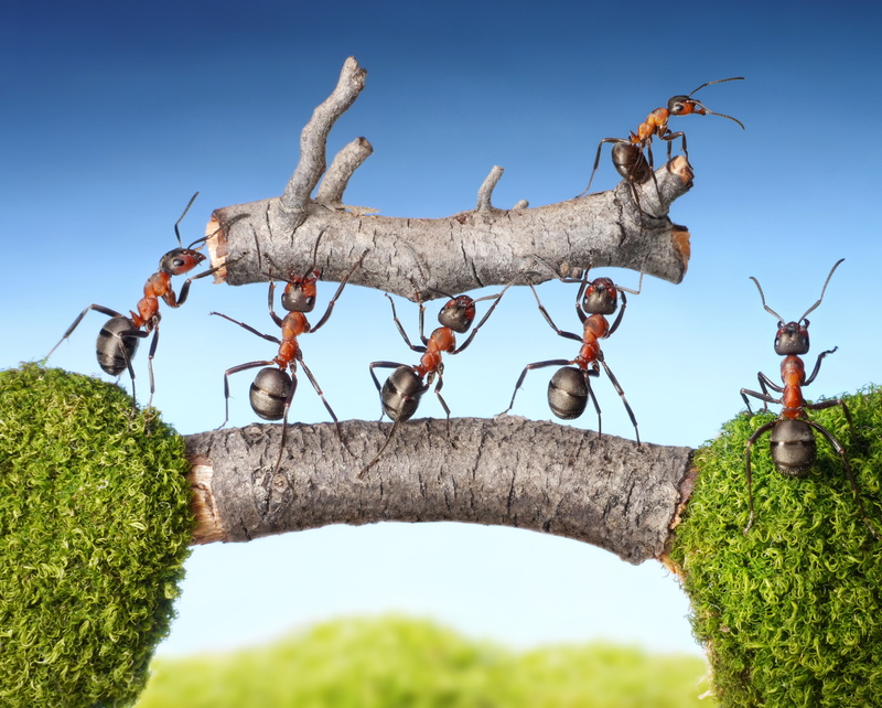 4K, moss, the bridge, from lolita777, athletes, log, the situation, the severity, insects, macro, ants