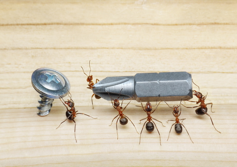 from lolita777, screw, macro, screwdriver, insects, ants, floor, 1080P, the situation