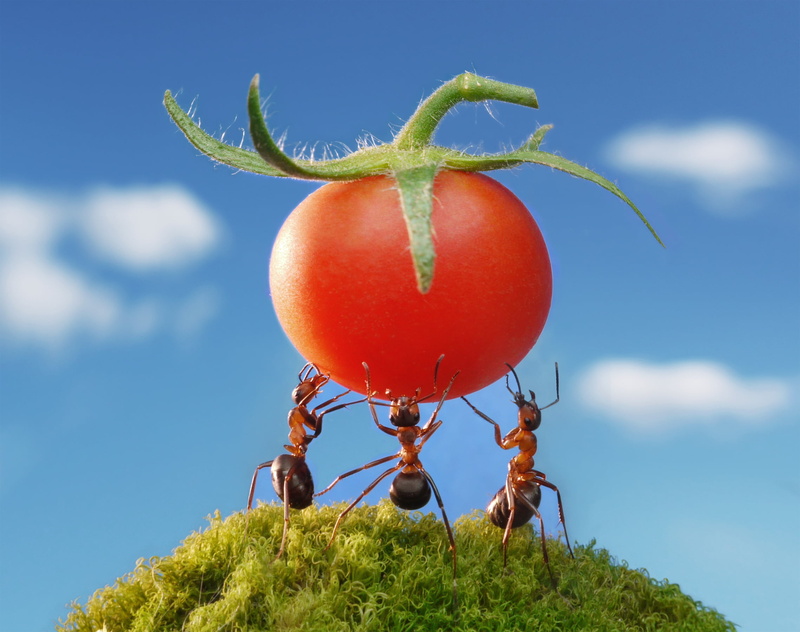 food, nature, 1080P, sky, wellbeing, no people, the situation, growth, day, ants, food and drink, close-up, healthy eating, the sky, tree, ripe, Pomidorka