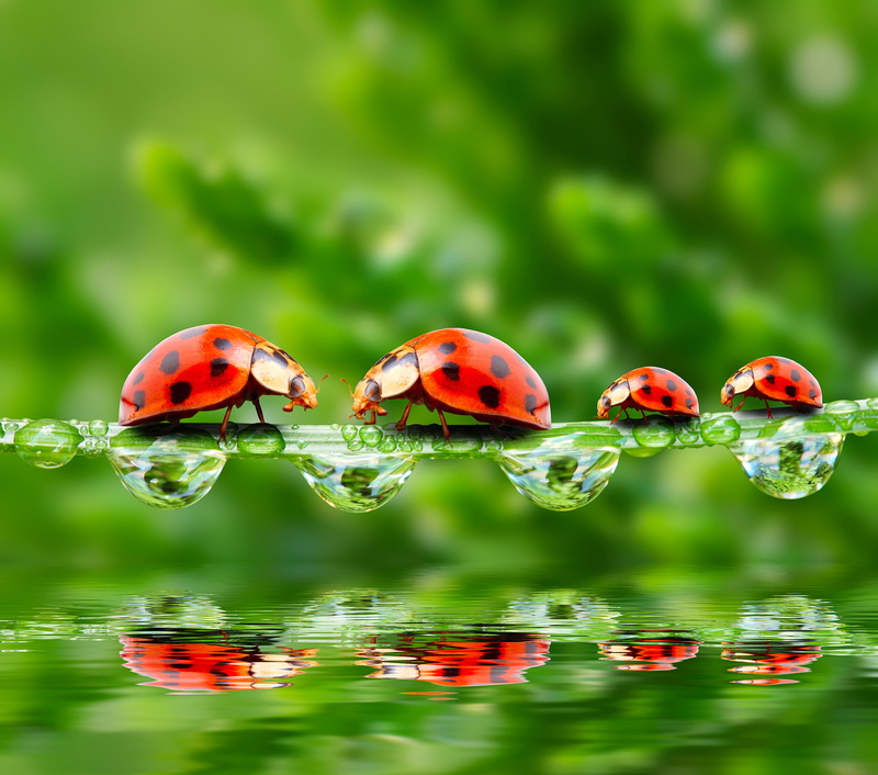 insect, summer, wet, day, animals in the wild, nature, drops, 1080P, plant, beauty In Nature, rendering, spotted, small, beetle, grass, water, invertebrate