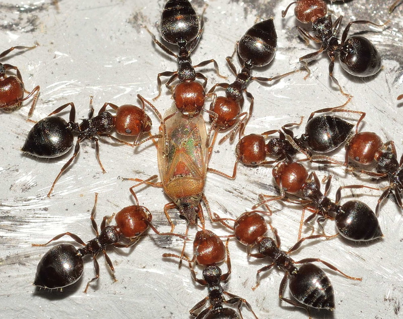 large group of objects, invertebrate, no people, close-up, directly above, healthy eating, fire, high angle view, animals in the wild, ants, chestnut - food