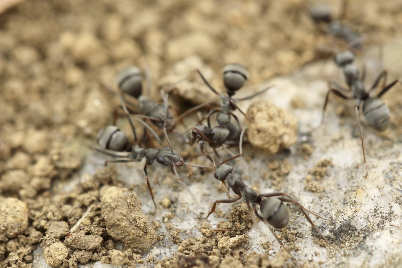 2K, high angle view, plant, animal wildlife, focus on foreground, no people, group of animals, invertebrate, close-up, ants, day, outdoors, insects, nature