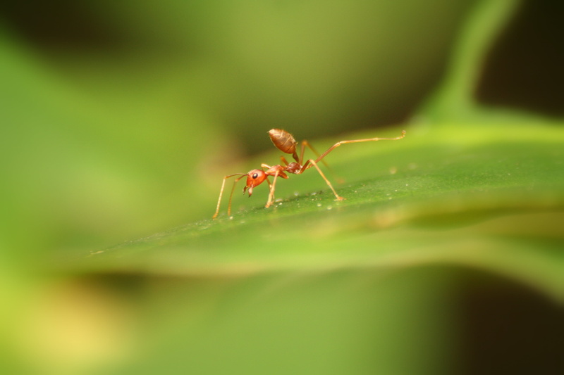 Oecophylla, gombe, plant, leaf, green, brown, macro, gabon, insect, africa, ant, green plant, 2K, close-up, animal, weaver ant, nature
