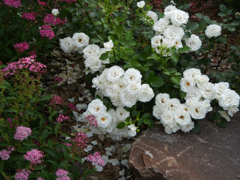 spiraea, roses, 2K, aspirin, flowers