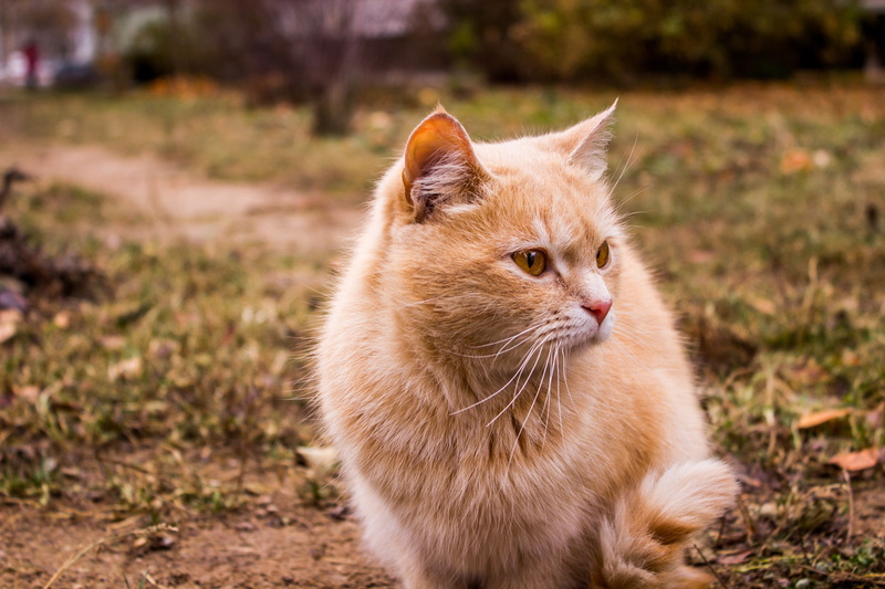 field, orange, cat, feline, 5K, focus on foreground, outdoors, ginger cat, Russia, mammal, vertebrate, tabby, animals, one animal, no people, pets, land