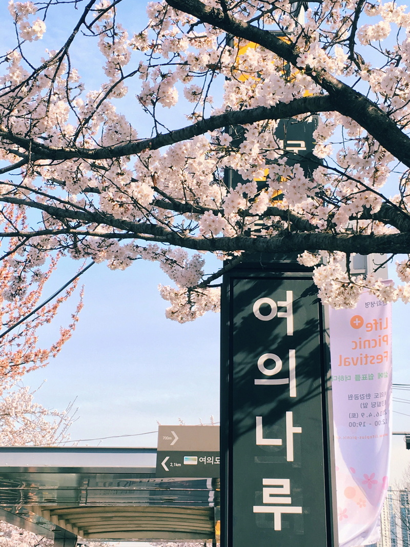 cherry tree, text, growth, daytime, light, fragility, nature, low angle view, flowers, sky, tree, plant, communication, flower, building exterior, flowering plant