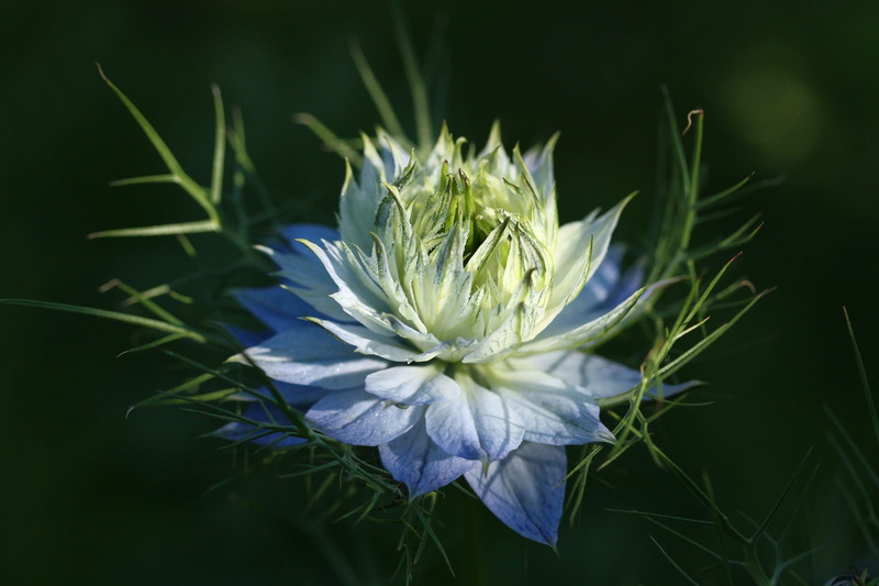 damascene caraway, bride in shed hairs, photography, day, fragility, garden, flower, purple, blue, green color, white color, fine, flowering plant, outdoors