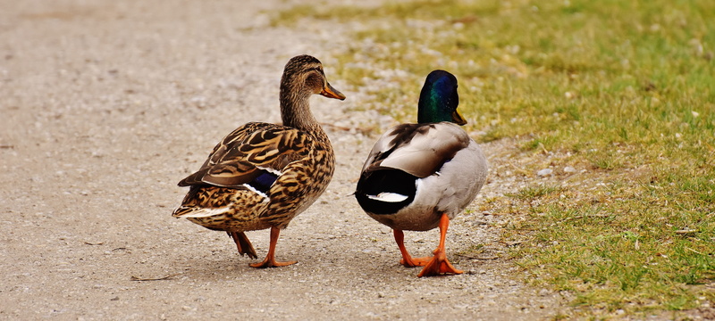 water, nature, daytime, birds, poultry, ducks, animal family, grass, wash, walk, pair of ducks, group of animals, vertebrate, duck, mallard duck, animal