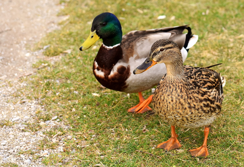 one animal, males, nature, poultry, plant, animals, no people, land, 4K, duck, outdoors, male animal, birds, female, grass, walk, animal themes, vertebrate