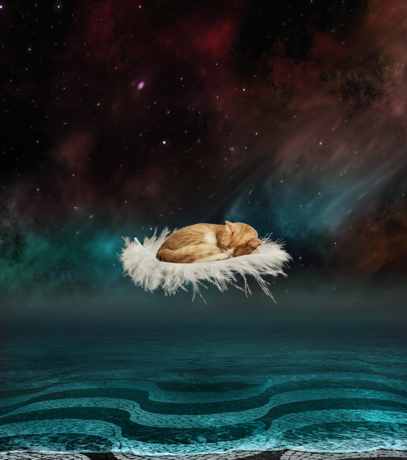 atmospheric, composing, fantasy picture, one animal, motion, sleep, shining, nature, animal wildlife, wavy, outdoors, rolled up, turquoise, scenics - nature