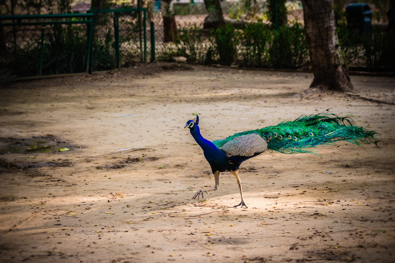 india, near, male animal, animal wildlife, day, trees, focus on foreground, running, blue, sand, indroda nature park, tree trunk, zoo, no people, bird