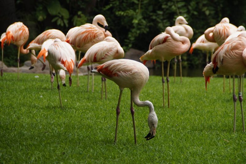 legs, water bird, beauty in nature, stand, Birds, animal, animal themes, animal wildlife, large group of animals, feather, land, grass, animals In The Wild