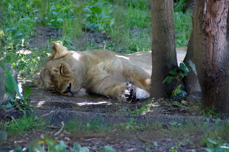 Sleep, white tiger, Cat, outdoors, Lion, animal wildlife, animal themes, animals in the wild, pets, Zoo, lion - feline, relaxation, feline, big cat, day