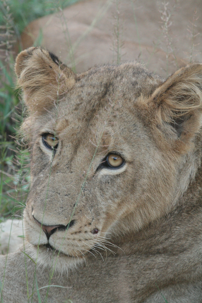 lynx, lion - feline, wren, amphibian, food, feline, cougar, cat, grey, animal, eating, mammal, elephant, wildlife, rhino, tiger, zebra, domestic animals