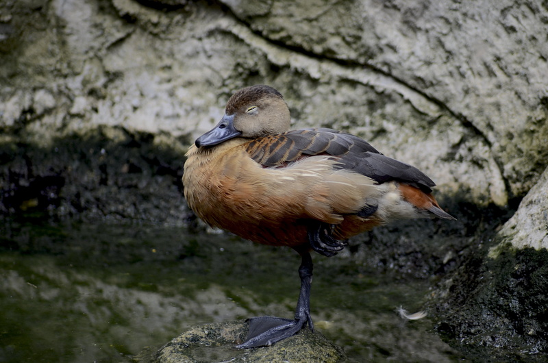 moss, vertebrate, animal, beak, animal wildlife, bird, full length, standing one leg, brown, animals In The Wild, perching, nap, focus on foreground, close-up