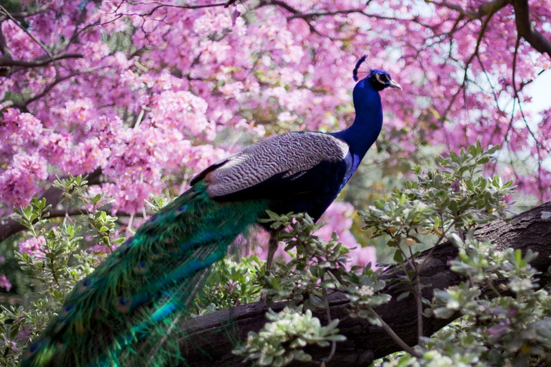 8k, peacock, Colorful, 4k, HD, 4K, bird