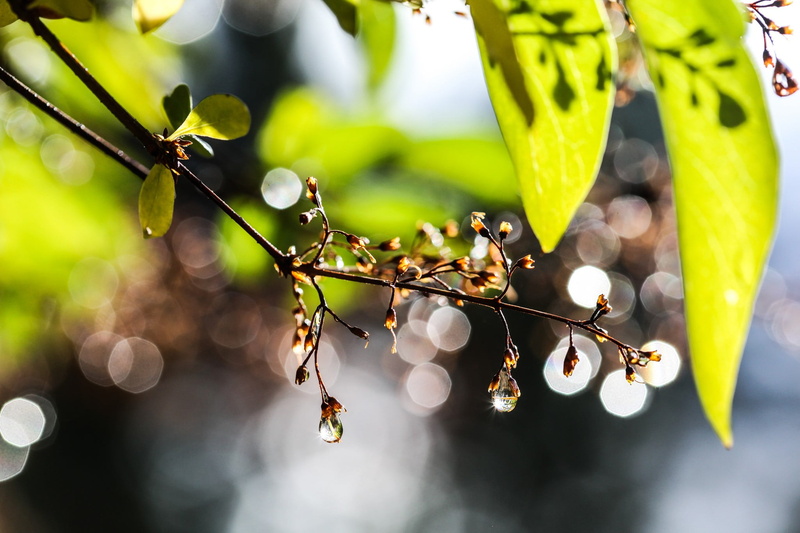 nature, plant, plant part, green color, lens flare, sunlight, animal wildlife, fragility, branch, focus on foreground, selective focus, green, tree, beauty in nature