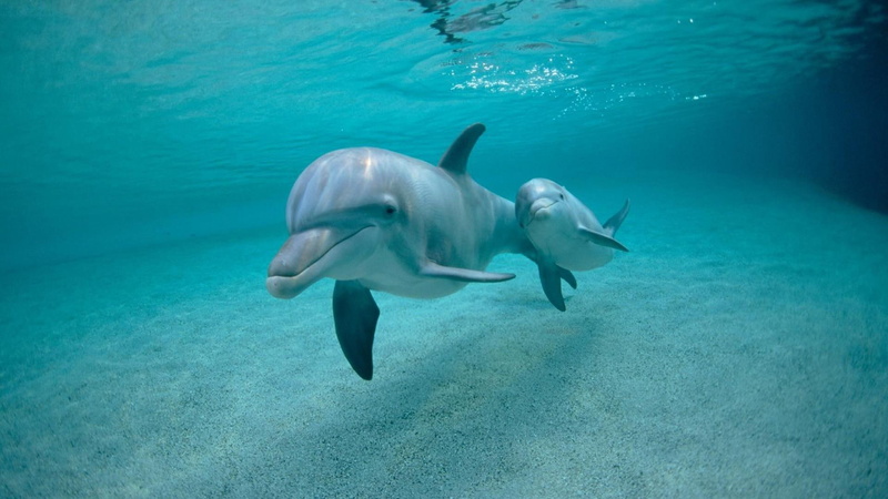 water, underwater, delfin, 1080P, animals