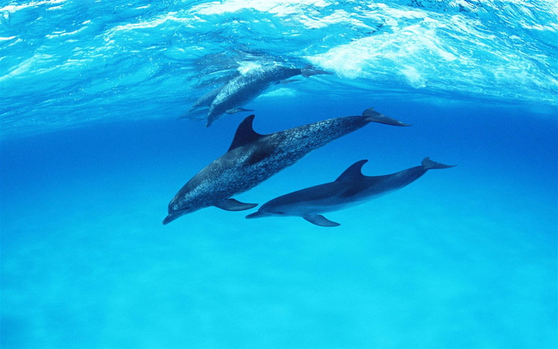 ecosystem, underwater, no people, aquatic mammal, nature, 1080P, animal, animals in the wild, water, blue, Animales, delfines, sea, animal themes, animal family