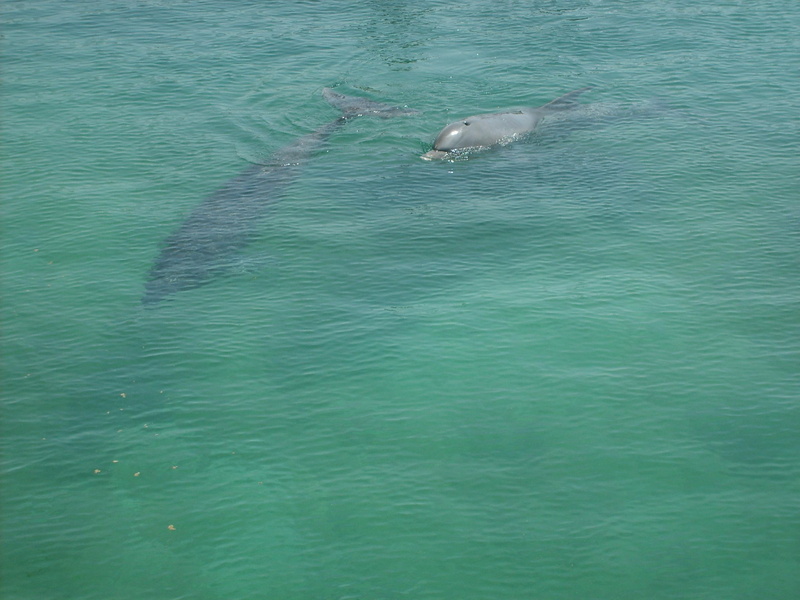 delfines, 2K, animals, delfin, dolphins