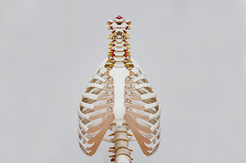 education, cardiovascular, gray background, genetic research, biology, food and drink, close-up, white, gray, studio shot, brown, white background, rib cage