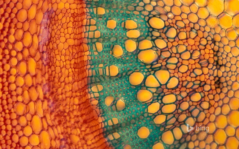 extreme close-up, healthcare and medicine, indoors, microbiology, large group of objects, nature, magnification, theme, close-up, bing, 1080P, healthy lifestyle