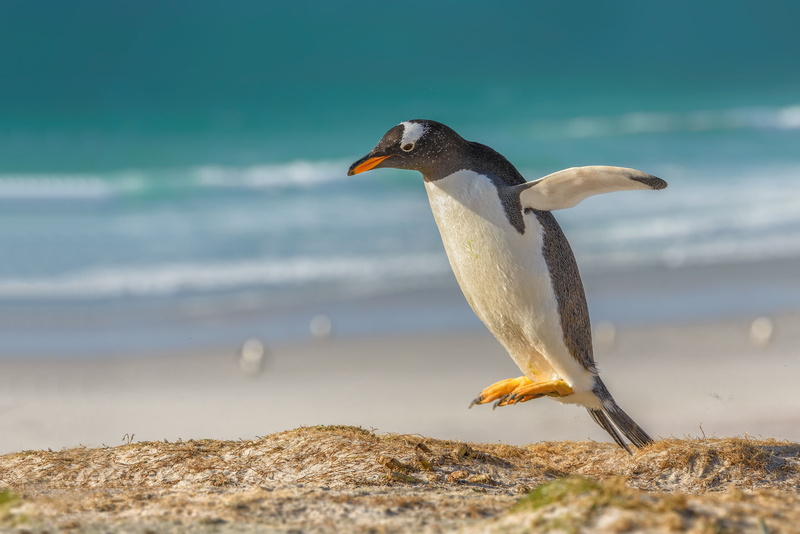 Gentoo penguin, 2K, bird, penguin, a gentoo penguin, jump