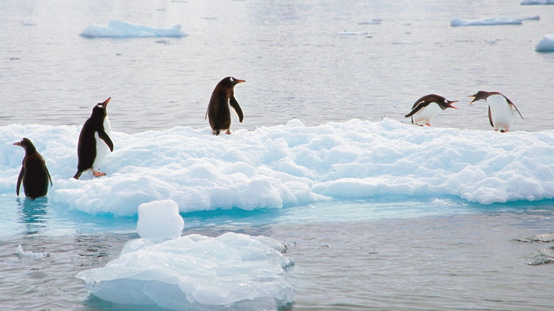 water, day, animals in the wild, animal wildlife, nature, no people, penguin, Penguins, snow, frozen, Antarctica, animal, group of animals, vertebrate