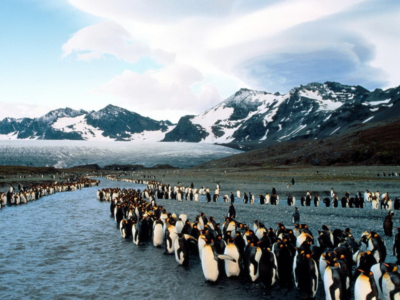 snow, mammal, large group of animals, penguins, mountain, vertebrate, scenics - nature, 1080P, antarctica, peguins, mountain range, white, environment