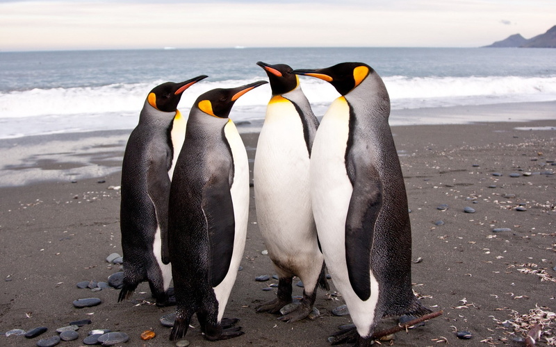 sea, two animals, shore, family, animal family, antarctica, sand, focus on foreground, nature, day, pack, 2K, africa, water, penguin, coastline, white