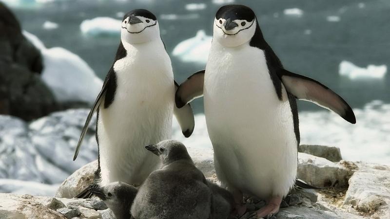 penguins, antarctic Peninsula, penguin, beach, waddling, beak, peninsula, vertebrate, outdoors, animal family, frozen water, cute, antarctica, walk, wildlife