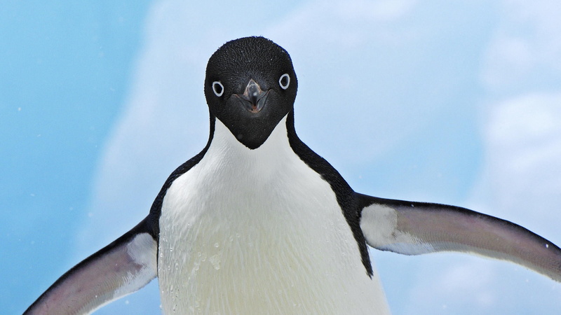 cold - Temperature, animal body part, no People, antarctica, looking at camera, black, penguin, flightless Bird, snow, bird, arctic, feather, emotion, white color