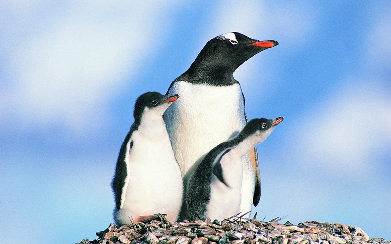 black Color, family of penguins, 1080P, antarctica, penguin, young bird, group of animals, beak, penguins, beauty In Nature, rock, polar Climate, animal family