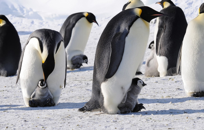 animals In The Wild, lot, standing, water, gentoo Penguin, cold temperature, flock, wildlife, colony, yellow, ice, frozen, animal wildlife, vertebrate