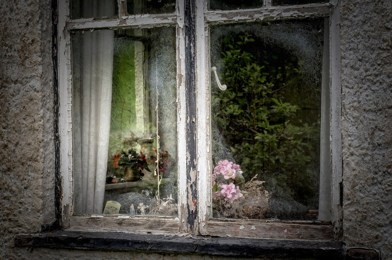 1080P, flowers, building, history, concrete, architecture, window, day, nature, outdoors, old, weathered, transparent, abandoned, plant, glass - material