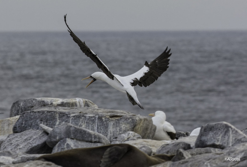 white, Española, booby, water, nature, shore bird, daytime, sea, shallow focus, body of water, seagull, animal, focus, Galapagos Islands, shallow, wildlife