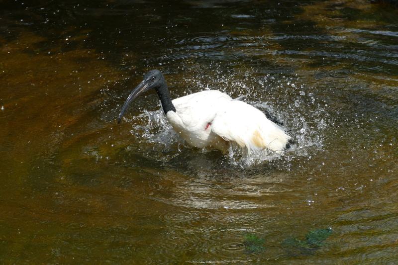 ibis, swimming, reflection, egypt, waterfront, nijlreiger, summer, water bird, bathe, animals in the wild, outdoors, one animal, sacred ibis, fauna, high angle view