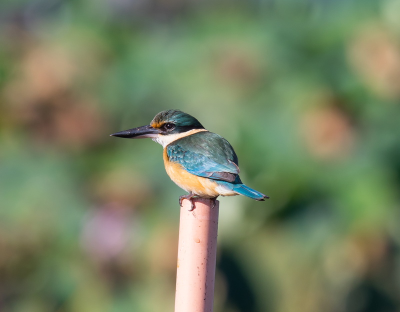 centimetres, multi Colored, nature, kingfisher, bird, wildlife, 2K, outdoors, focus, Todiramphus sanctus, bird Watching, beak, close up, Sacred Kingfisher