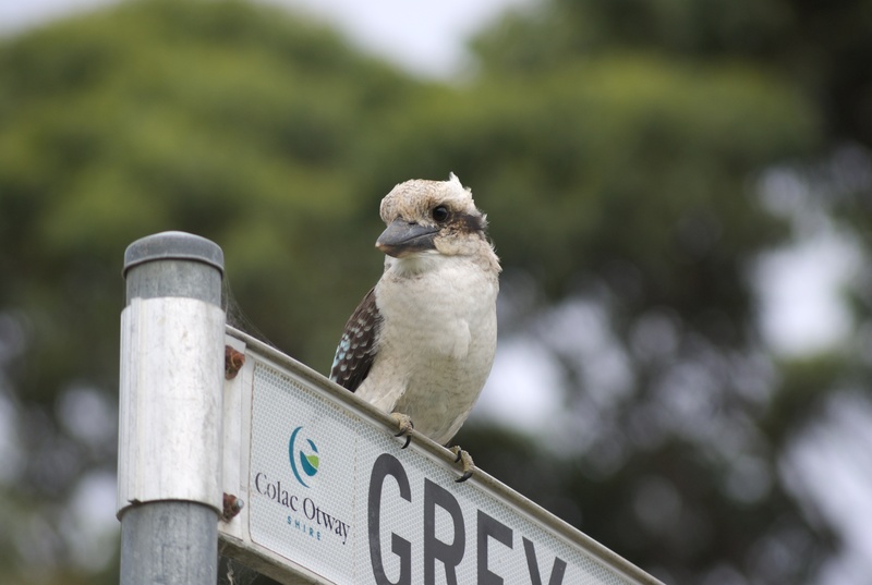bird of prey, day, one animal, 4K, text, animal body part, sacred kingfisher, kingfisher, nature, animal wildlife, animals in the wild, kookaburra, beak