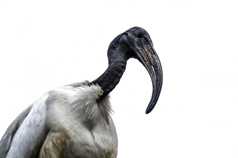 ibis, africa, 1080P, profile, vulture, bill, animal, low, day, copy space, studio shot, animal neck, close-up, animal wildlife, black, feather, leg, beak