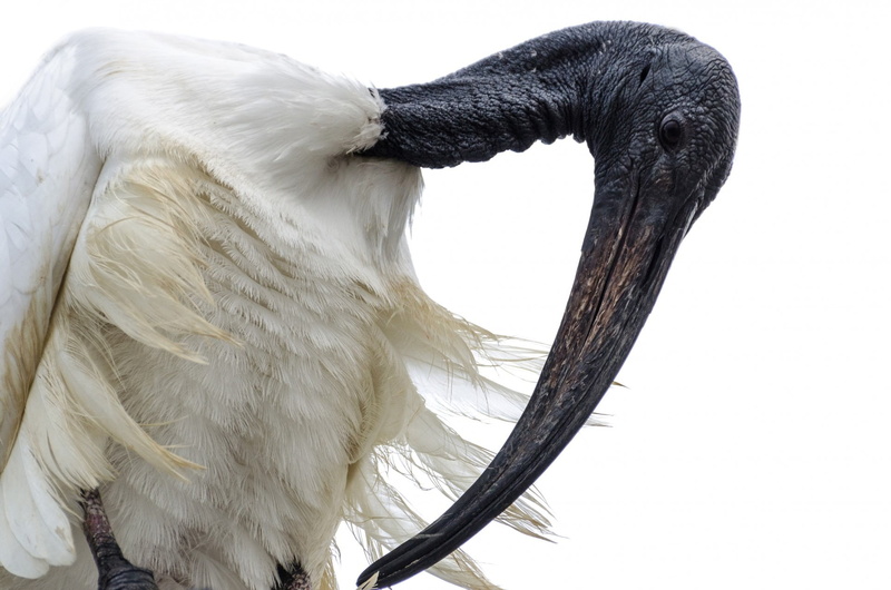animal, cutout, brown, profile, nature, leg, ibis, white, claw, long, one animal, domestic animals, plumage, black, pets, close-up, detail, white color