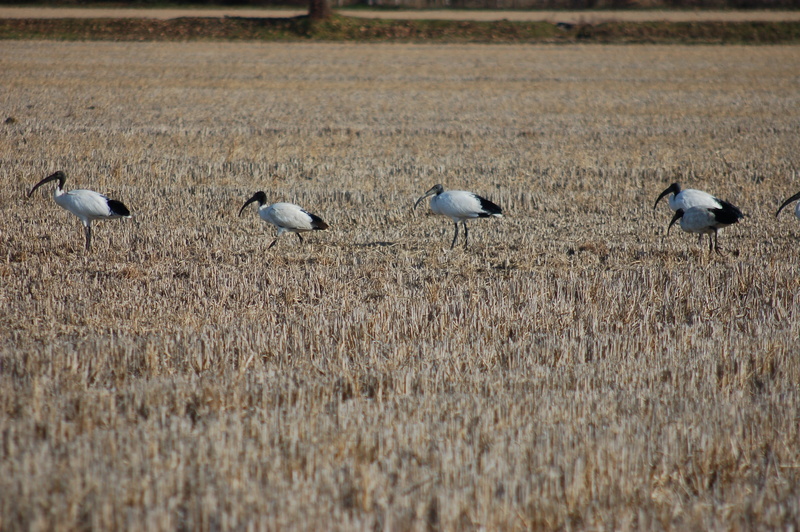 no people, sacred ibis, feather, vertebrate, day, flock of birds, animal wildlife, fly, animal themes, grass, animals in the wild, group of animals, ali